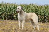 IRISH WOLFHOUND 081
